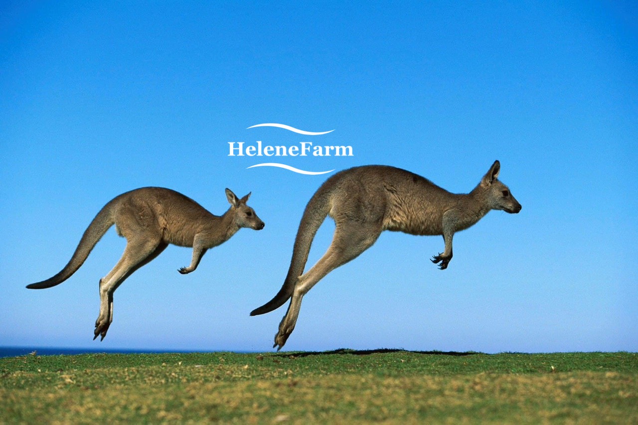 LÀM FARM ÚC (HELENE FARM) VISA 482-403-407-600-500 - ĐỊNH CƯ - DU HỌC - DU LỊCH ÚC CANADA CHÂU ÂU  LÀM FARM ÚC (HELENE FARM) VISA 482-403-407-600-500 - ĐỊNH CƯ - DU HỌC - DU LỊCH ÚC CANADA CHÂU ÂU