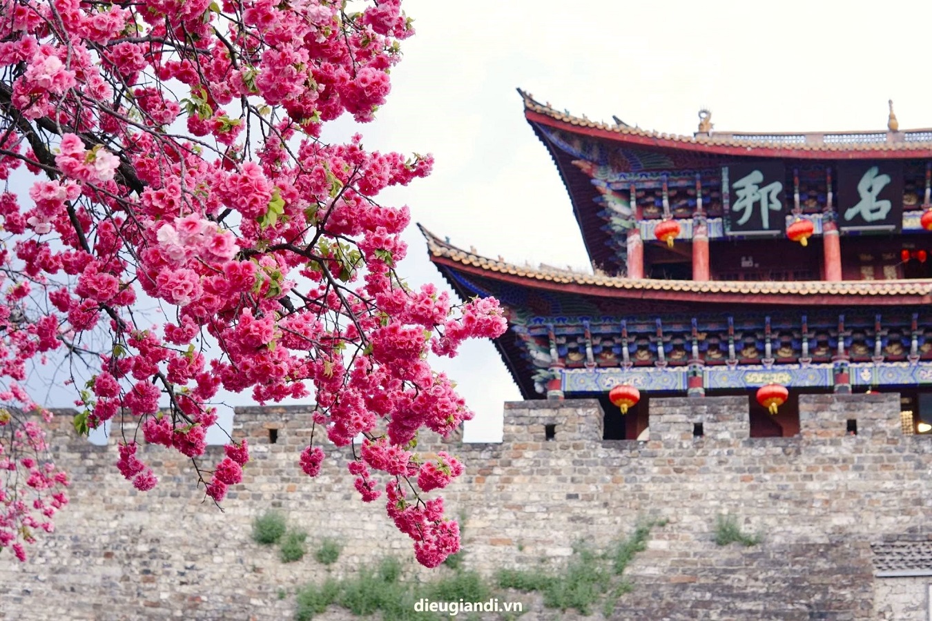 DU LỊCH ĐƯỜNG BỘ VÂN NAM NHỮNG THẮNG CẢNH TUYỆT ĐẸP KHI XUÂN VỀ MUÔN RỪNG HOA ANH ĐÀO KHOE SẮC THẮM  HÀ KHẨU - MÔNG TỰ - ĐẠI LÝ - LỆ GIANG- SHANGRILA 6 NGÀY 5 ĐÊM TRỌN GÓI GIẢ RẺ 