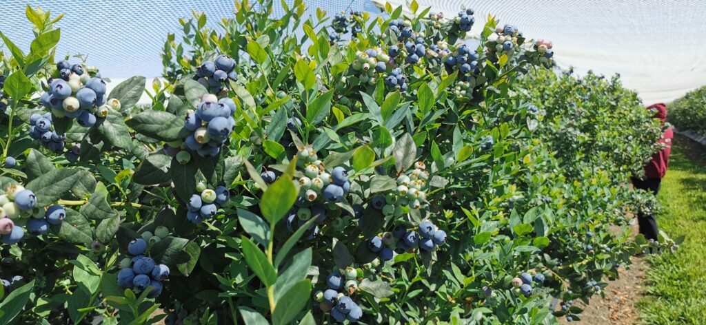 THU NHẬP NGHỀ LÀM FARM Ở ÚC ĐƯỢC BAO NHIÊU?  CÓ DỄ TÌM VIỆC VÀ CÓ VẤT VẢ KHÔNG?