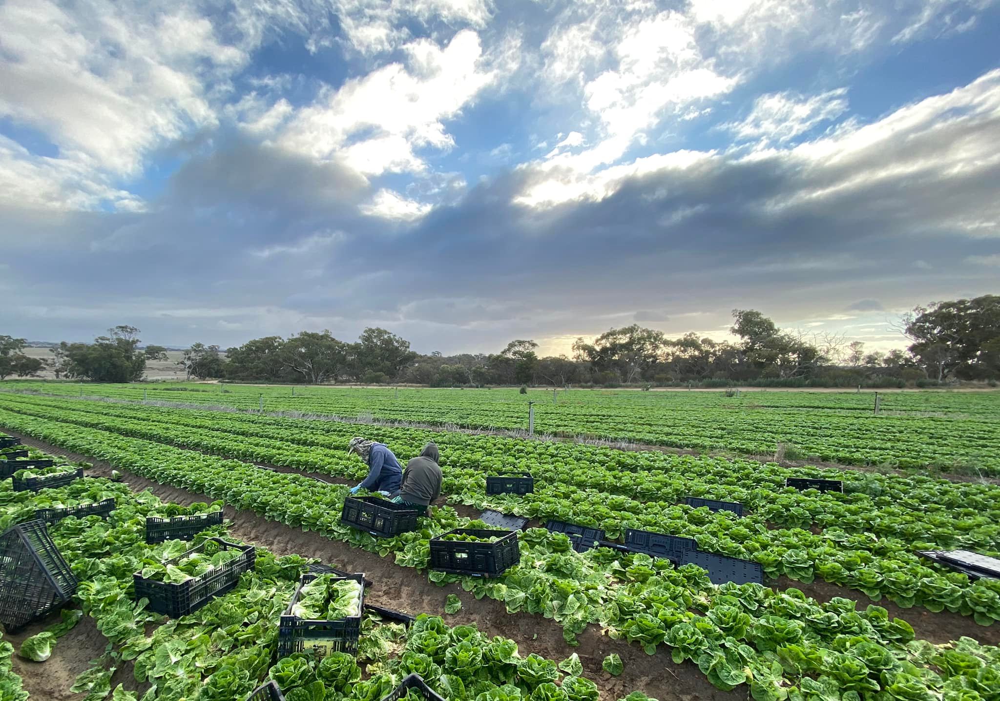 MỘT SỐ CÔNG VIỆC LÀM FARM TẠI ÚC VÀ CANADA ĐƯỢC NGƯỜI VIỆT TÌM KIẾM VÀ LỰA CHỌN NHIỀU NHẤT
