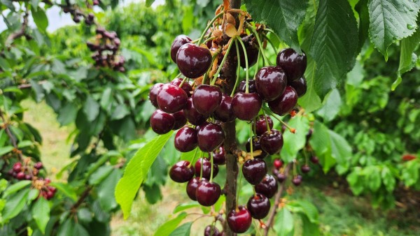 NGHỀ LÀM FARM TẠI ÚC - CANADA : CƠ HỘI VIỆC LÀM VỚI TẤT CẢ MỌI NGƯỜI NGHỀ LÀM FARM TẠI ÚC - CANADA : CƠ HỘI VIỆC LÀM VỚI TẤT CẢ MỌI NGƯỜI