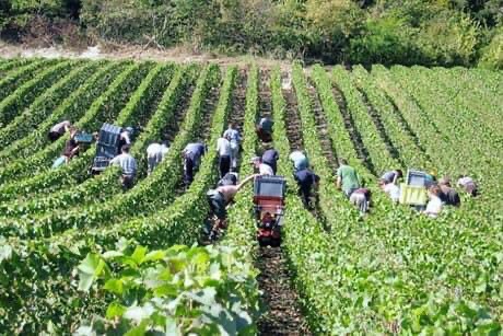 TOP MỘT SỐ NƠI DỄ TÌM VIỆC LÀM FARM TẠI BANG QUEENSLAND ÚC