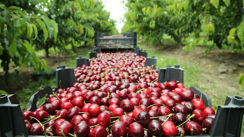 TÌM HIỂU LÀM FARM ÚC VÀ CHÂU ÂU DỄ HAY KHÓ VỚI NGƯỜI VIỆT - NHỮNG ĐIỀU CƠ BẢN NÊN BIẾT TRƯỚC KHI LỰA CHỌN CÔNG VIỆC NÀY 