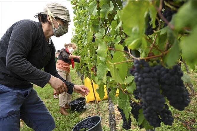 TÌM HIỂU MỘT SỐ NƠI TỐT NHẤT HIỆN NAY TÌM KIẾM VIỆC LÀM FARM TẠI ÚC NEWZEALAND BA LAN CANADA