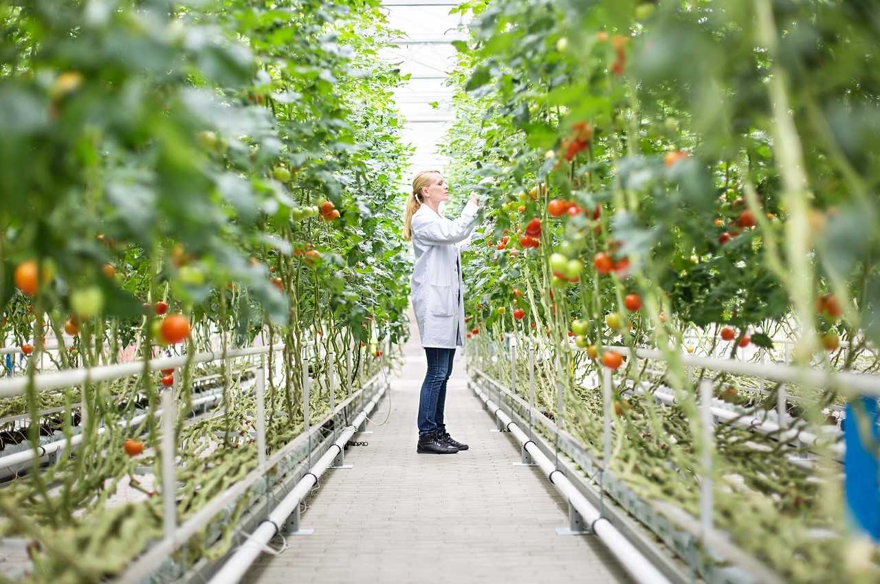 CÙNG TÌM HIỂU THU NHẬP NGHỀ LÀM FARM Ở ÚC ĐƯỢC BAO NHIÊU?  CÓ DỄ TÌM VIỆC VÀ CÓ VẤT VẢ KHÔNG? 