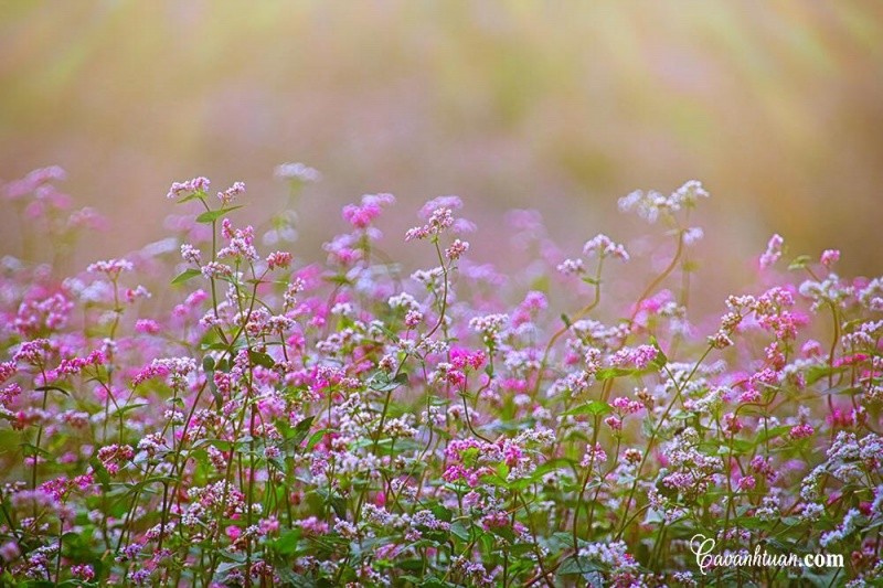 HÀ NỘI -HÀ GIANG -NHO QUẾ
