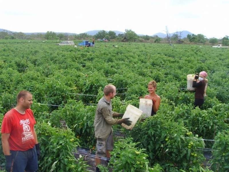 TIM HIỂU VỀ CÔNG VIỆC VÀ THU NHẬP NGƯỜI VIỆT LÀM FARM VÀ BUÔN BÁN Ở ÚC - CANADA 