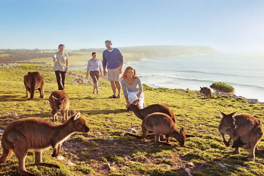 VISA DU LỊCH 600 ÚC THEO TOUR CÓ DỄ  ĐẬU TOUR 2026 KHỞI HÀNH TỪ HÀ NỘI MELBOURNE CANBERRA SYDNEY 8 NGÀY 7 ĐÊM 