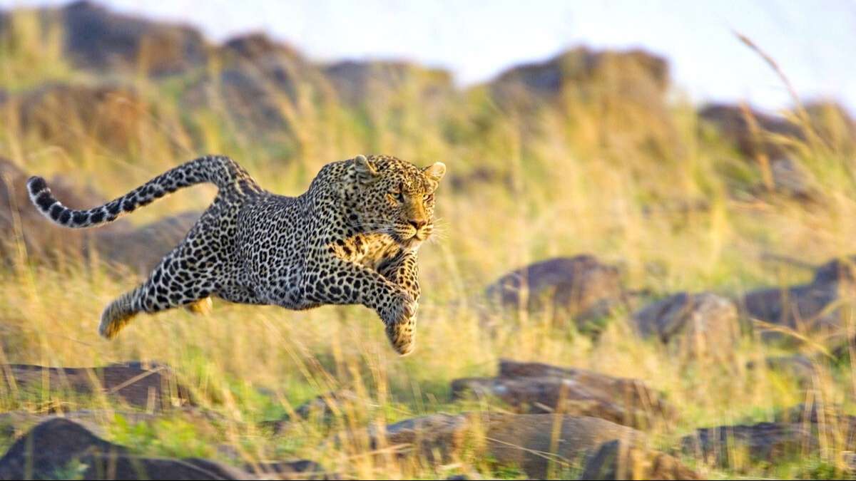 CHÂU PHI ĐỘC LẠ CHÀO ĐÓN MÙA THÚ DI CƯ KHÁM PHÁ VÙNG ĐẤT SẮC MÀU ĐÔNG PHI 2 NƯỚC TANZANIA–KENYA KHI BẦY THÚ HOANG DÃ VƯỢT SÔNG TÌM SỰ SỐNG HÀNH TRÌNH THÓT TIM CẢM XÚC 10N9Đ TỪ HÀ NỘI TP HCM