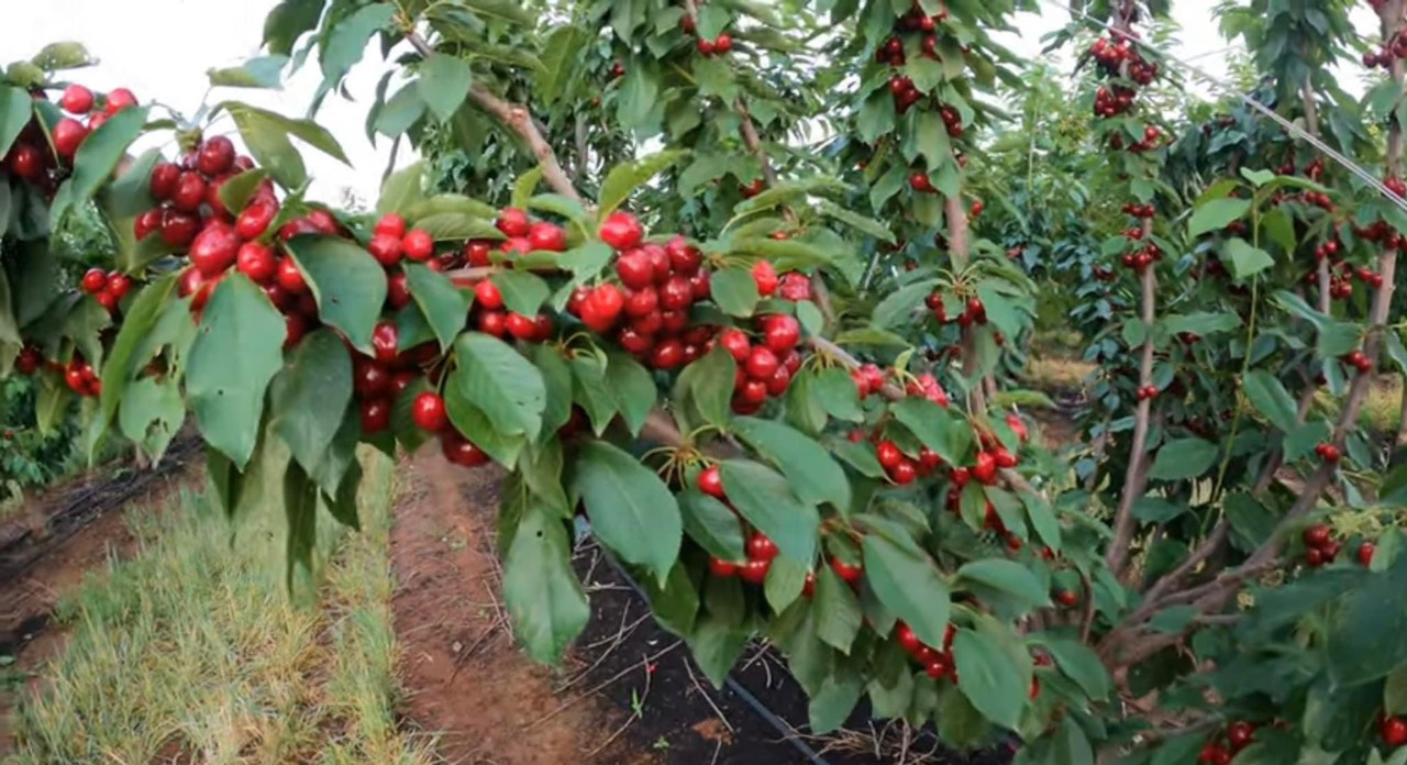 TÌM HIỂU MỘT SỐ NƠI TỐT NHẤT HIỆN NAY TÌM KIẾM VIỆC LÀM FARM TẠI ÚC NEWZEALAND BA LAN CANADA
