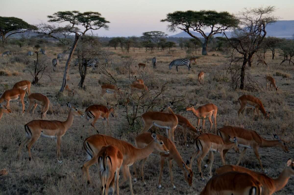 CHÂU PHI KỲ THÚ 2025 CHỨNG KIẾN CUỘC DI CƯ VĨ ĐẠI MÙA KHÔ HÀNG NĂM TẠI 2 NƯỚC ĐÔNG PHI KENYA -TANZANIA LIÊN TUYẾN 11 NGÀY 10 ĐÊM TỪ HÀ NỘI TP HỒ CHÍ MINH TRỌN GÓI GIÁ RẺ HÀNH TRÌNH ĐỘC LẠ CÓ MỘT KHÔNG HAI