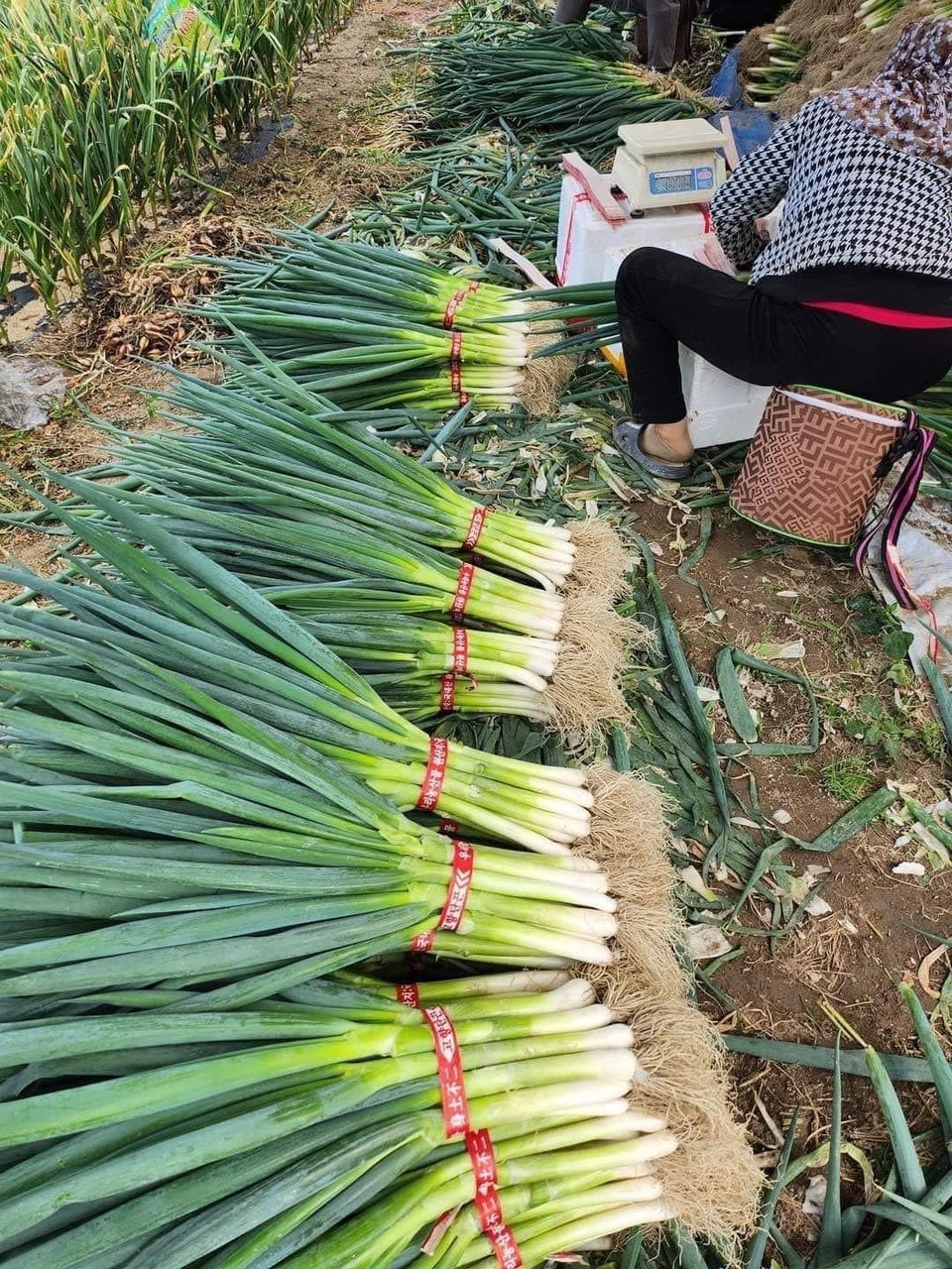 CÙNG TÌM HIỂU THU NHẬP NGHỀ LÀM FARM Ở ÚC ĐƯỢC BAO NHIÊU?  CÓ DỄ TÌM VIỆC VÀ CÓ VẤT VẢ KHÔNG? 