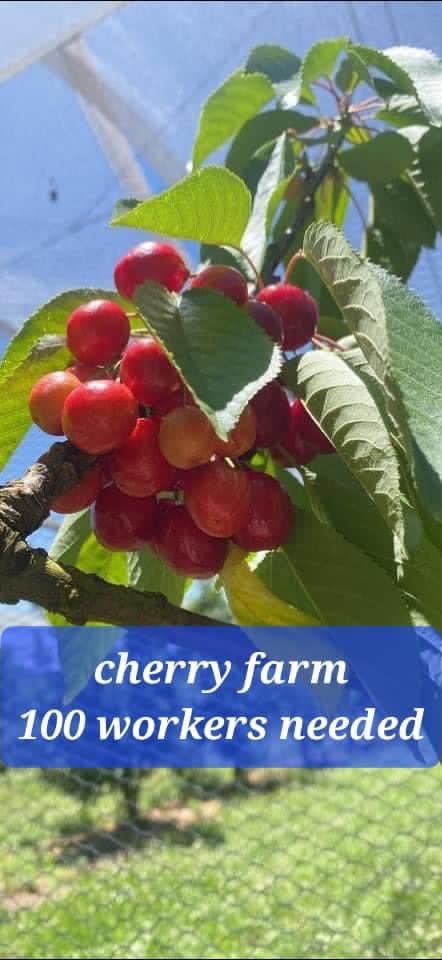 TOP MỘT SỐ NƠI DỄ TÌM VIỆC LÀM FARM TẠI BANG QUEENSLAND ÚC