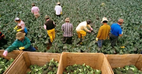 TOP MỘT SỐ NƠI DỄ TÌM VIỆC LÀM FARM TẠI BANG QUEENSLAND ÚC