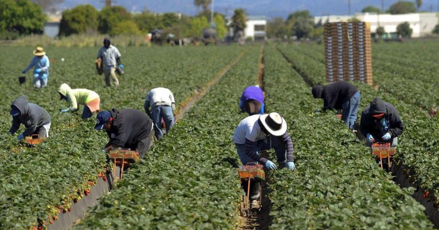 TÌM HIỂU MỘT SỐ NƠI TỐT NHẤT HIỆN NAY TÌM KIẾM VIỆC LÀM FARM TẠI ÚC NEWZEALAND BA LAN CANADA