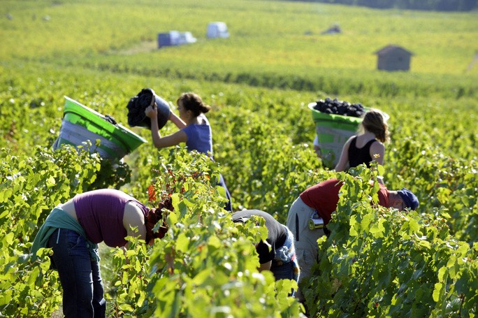 MỘT SỐ CÔNG VIỆC LÀM FARM NÔNG NGHIỆP TẠI ÚC CANADA VÀ CHÂU ÂU ĐƯỢC NGƯỜI VIỆT TÌM KIẾM VÀ LỰA CHỌN NHIỀU NHẤT 