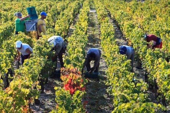 MỘT SỐ CÔNG VIỆC LÀM FARM NÔNG NGHIỆP TẠI ÚC CANADA VÀ CHÂU ÂU ĐƯỢC NGƯỜI VIỆT TÌM KIẾM VÀ LỰA CHỌN NHIỀU NHẤT 