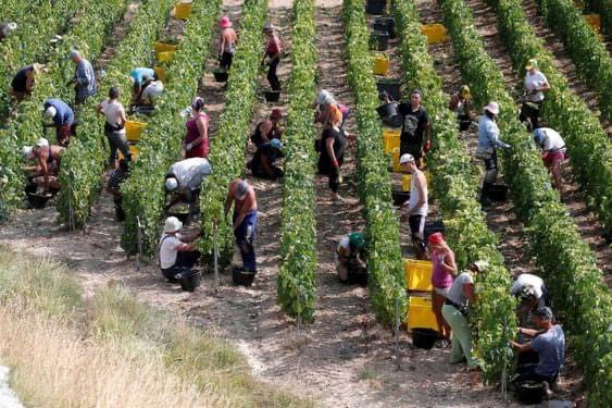 TÌM HIỂU MỘT SỐ NƠI TỐT NHẤT HIỆN NAY TÌM KIẾM VIỆC LÀM FARM TẠI ÚC NEWZEALAND BA LAN CANADA