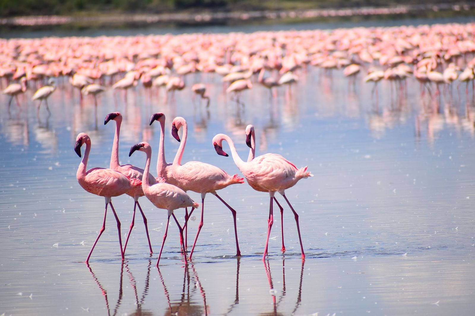 CHÂU PHI KỲ THÚ 2025 CHỨNG KIẾN CUỘC DI CƯ VĨ ĐẠI MÙA KHÔ HÀNG NĂM TẠI 2 NƯỚC ĐÔNG PHI KENYA -TANZANIA LIÊN TUYẾN 11 NGÀY 10 ĐÊM TỪ HÀ NỘI TP HỒ CHÍ MINH TRỌN GÓI GIÁ RẺ HÀNH TRÌNH ĐỘC LẠ CÓ MỘT KHÔNG HAI