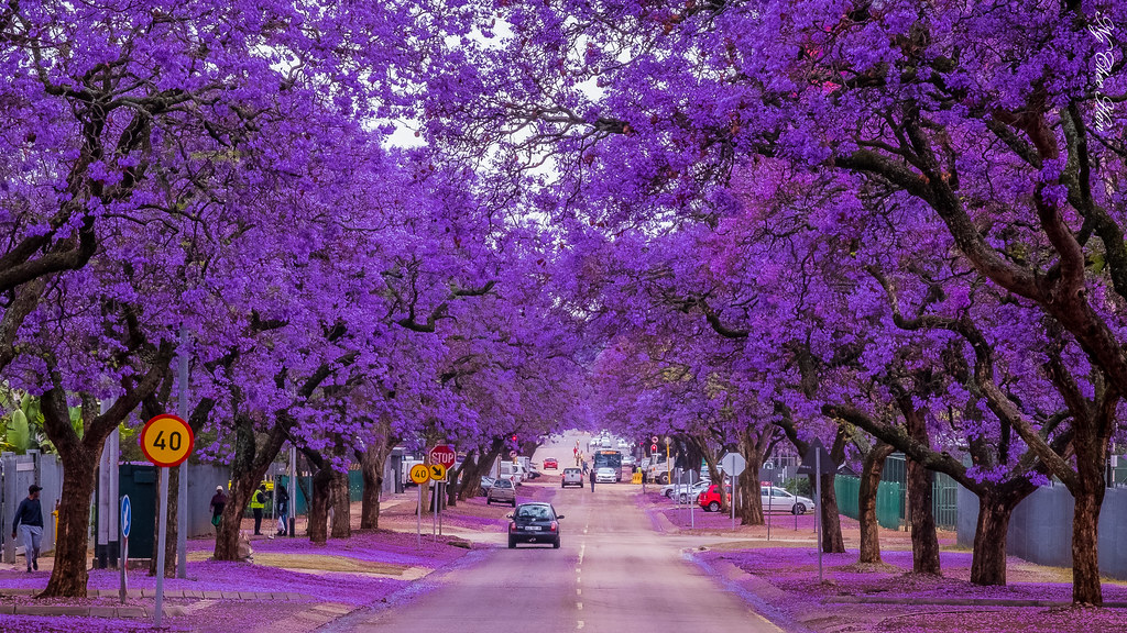 TOUR DU LỊCH NAM PHI GIÁ RẺ TỪ HÀ NỘI -TP HCM – THƯỞNG NGOẠN MÙA PHƯỢNG TÍM 2026 BẢN TRUYỀN THỐNG 
