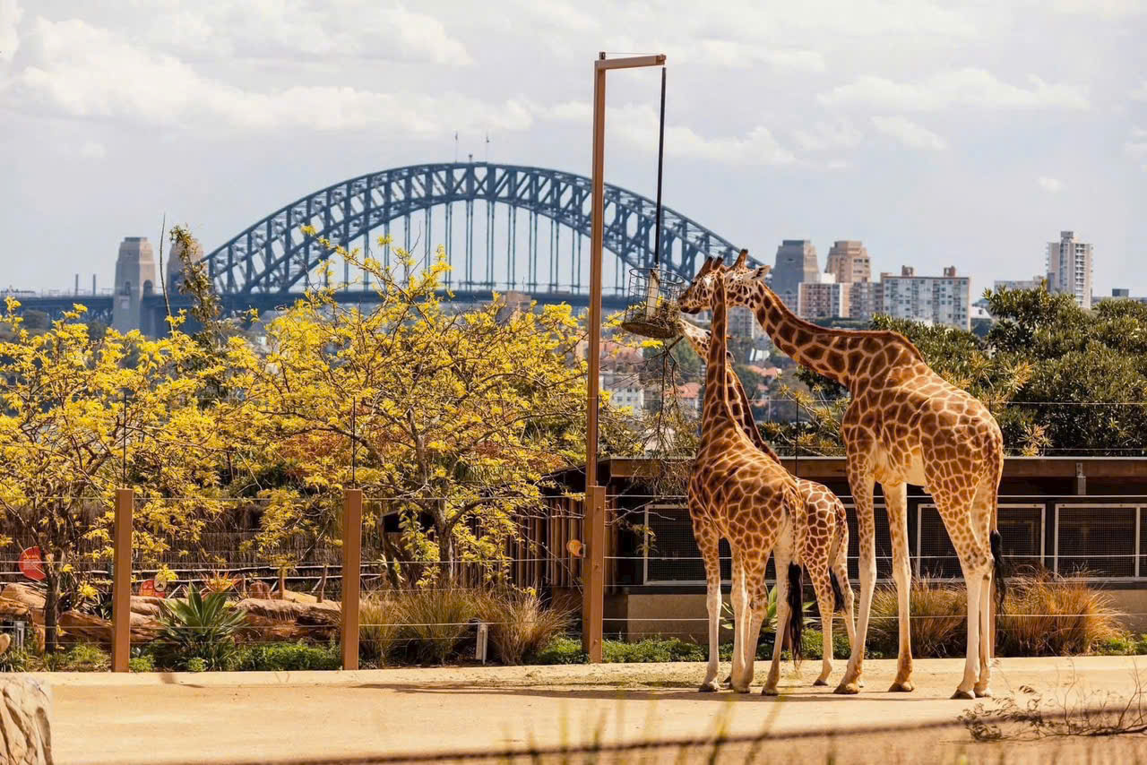 VISA DU LỊCH 600 ÚC THEO TOUR CÓ DỄ  ĐẬU TOUR 2026 KHỞI HÀNH TỪ HÀ NỘI MELBOURNE CANBERRA SYDNEY 8 NGÀY 7 ĐÊM 