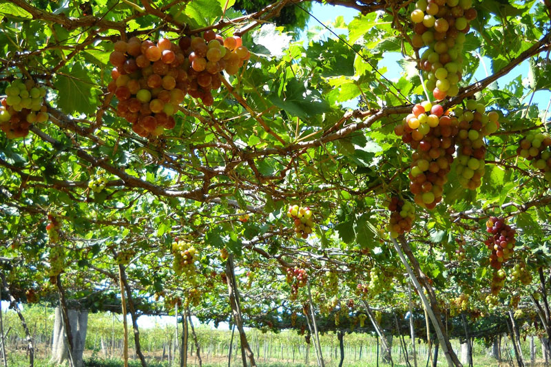 HÀ NỘI - NINH THUẬN - KHÁM PHÁ XỨ SỞ NHO, CỪU