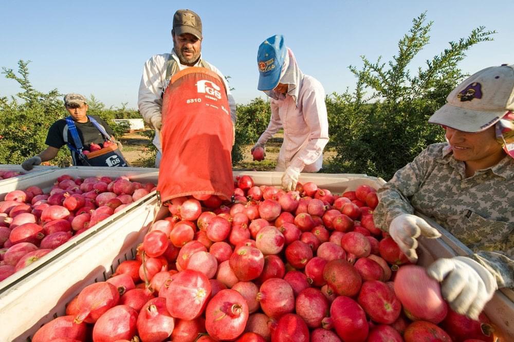 TÌM HIỂU LÀM FARM ÚC VÀ CHÂU ÂU DỄ HAY KHÓ VỚI NGƯỜI VIỆT - NHỮNG ĐIỀU CƠ BẢN NÊN BIẾT TRƯỚC KHI LỰA CHỌN CÔNG VIỆC NÀY 